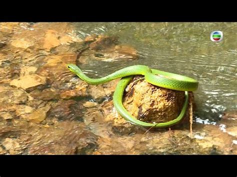 蛇出沒注意|【蛇出沒注意．多圖】香港毒蛇一覽 原來都有膽小、怕埋身攻擊